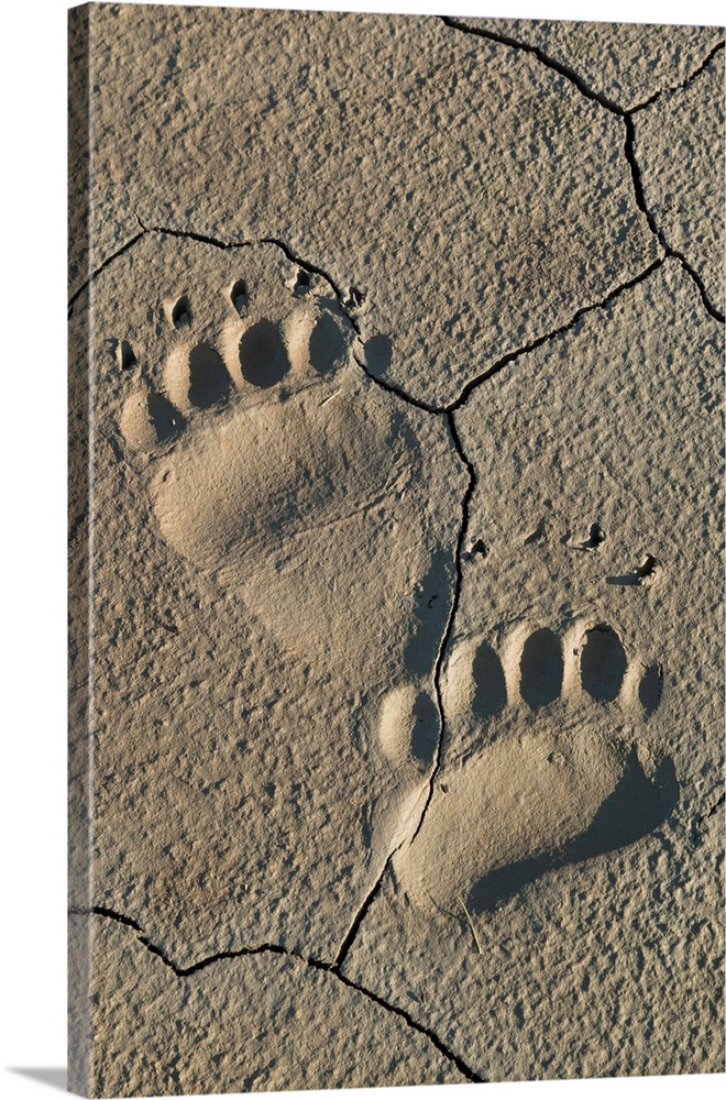Footprints of adult coastal grizzly bear (ursus arctos). Lake Clark National Park, Alaska.