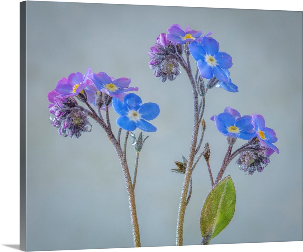 USA, Washington, Seabeck. Close-up of forget-me-not flowers.