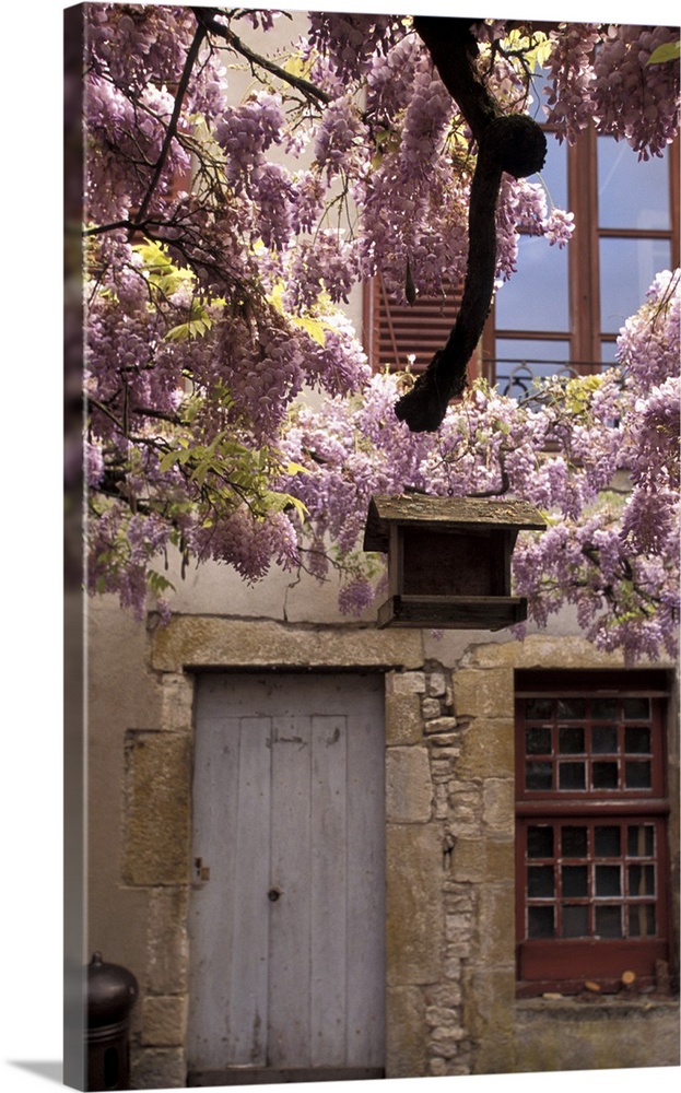 France, Burgundy, Yonne, Vezelay, Spring Flowers