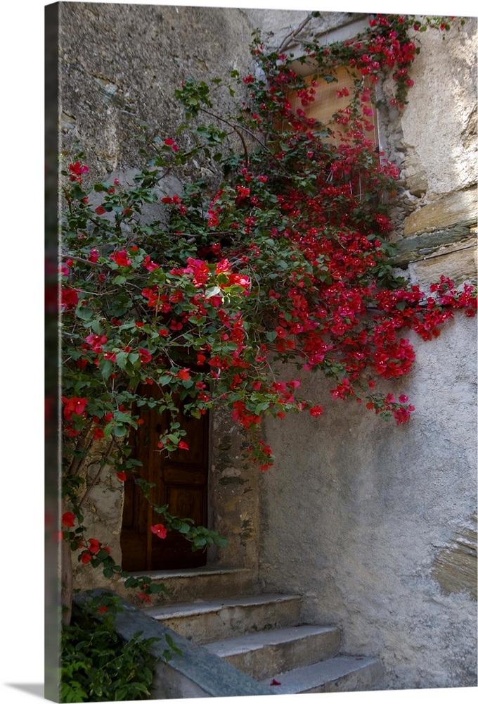 France, Corsica, Bougainvillea In Bloom Above Entrance To House In Oletta
