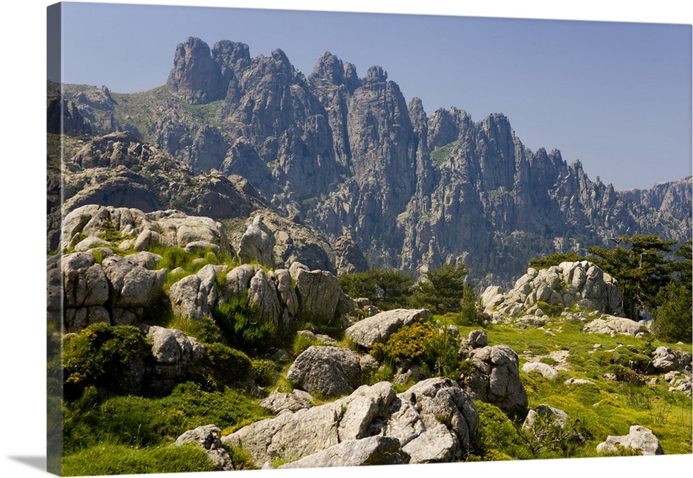 Corsica. France. Europe. Granite boulders, gorse in bloom, and pinnacles of Aiguilles de Bavella. View from above Col de B...