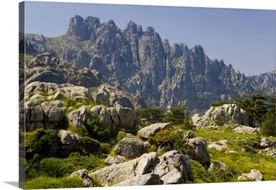 France, Corsica. Granite Boulders, Gorse In Bloom, And Pinnacles Of Aiguilles De Bavella