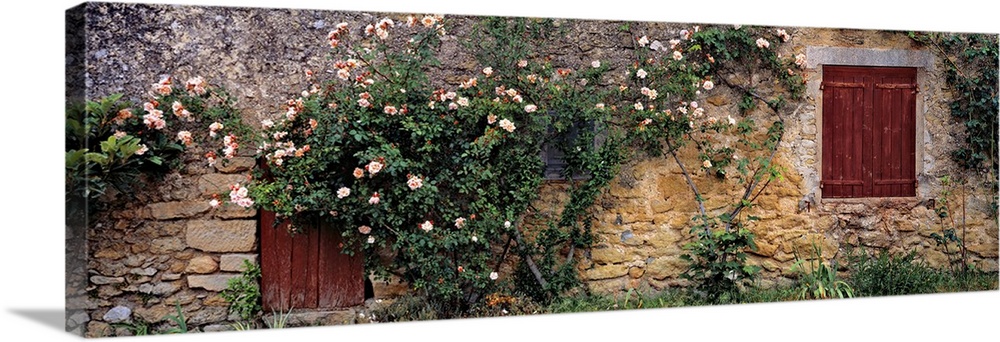Europe, France, Lourmarin. A climbing pink rosebush covers an ancient stone wall in Lourmarin in Provence in southern France.