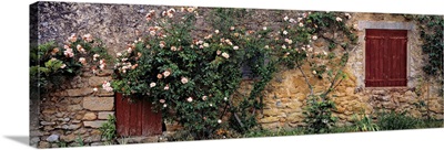 France, Lourmarin. A Climbing Pink Rosebush Covers An Ancient Stone Wall