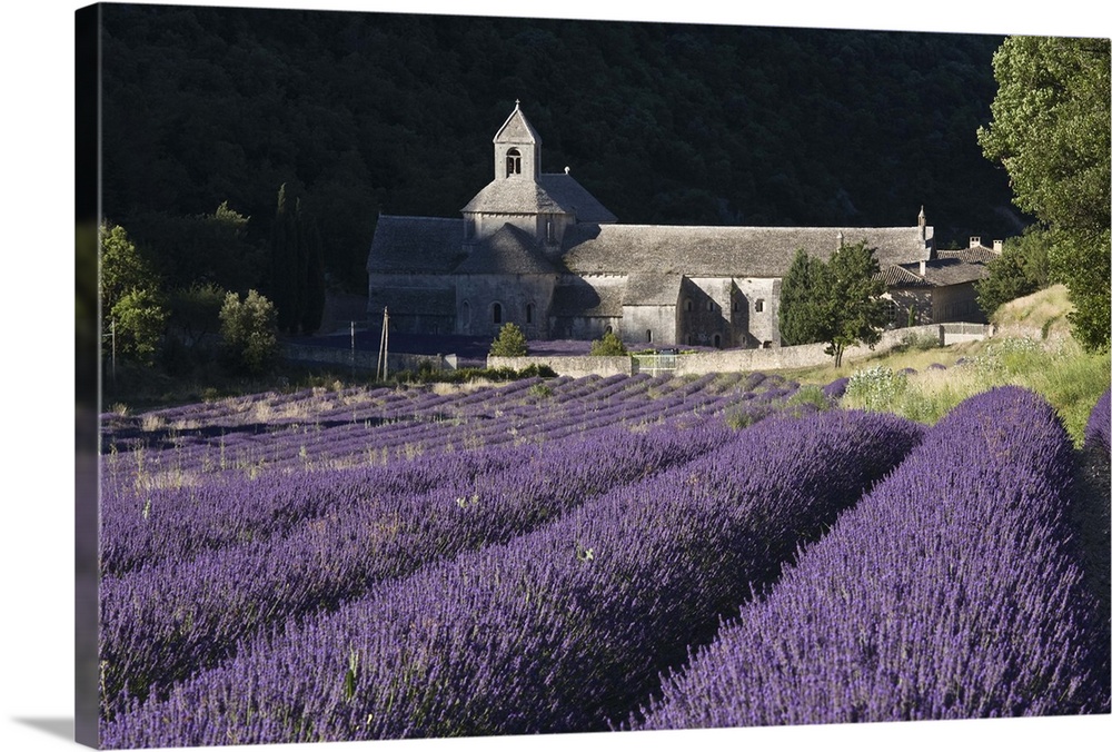 France, Luberon, Senanque Monastery with lavender fields.