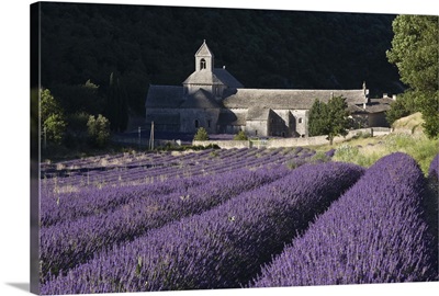 France, Luberon, Senanque Monastery with lavender fields