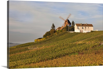 France, Marne, Champagne Ardenne, Verzenay, Windmill And Vineyards