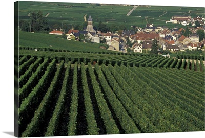 France, Oger, Marne, Champagne, vineyards