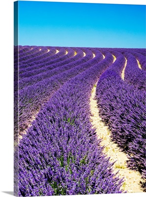 France, Provence, Lavender Field on the Valensole plateau