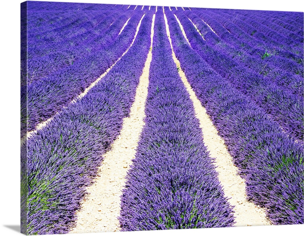 France, Provence, Lavender field on the Valensole plateau.