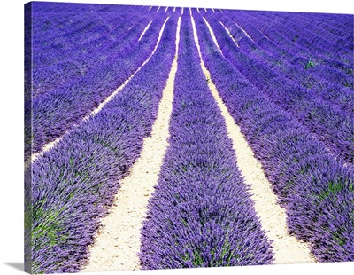 France, Provence, Lavender field on the Valensole plateau