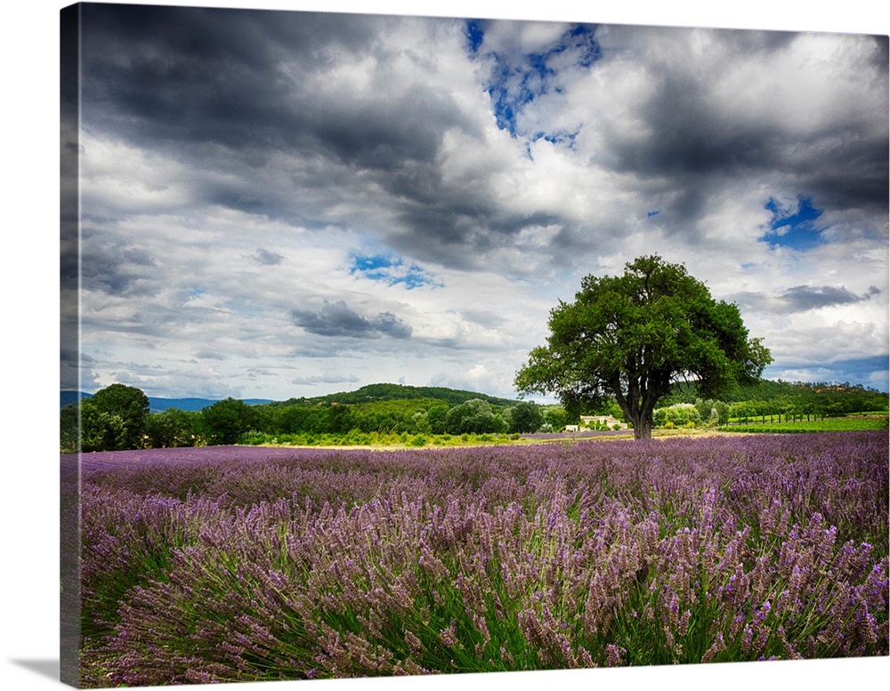 France, Provence, Lone Tree in Lavender Field.