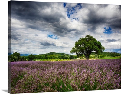 France, Provence, Lone Tree in Lavender Field