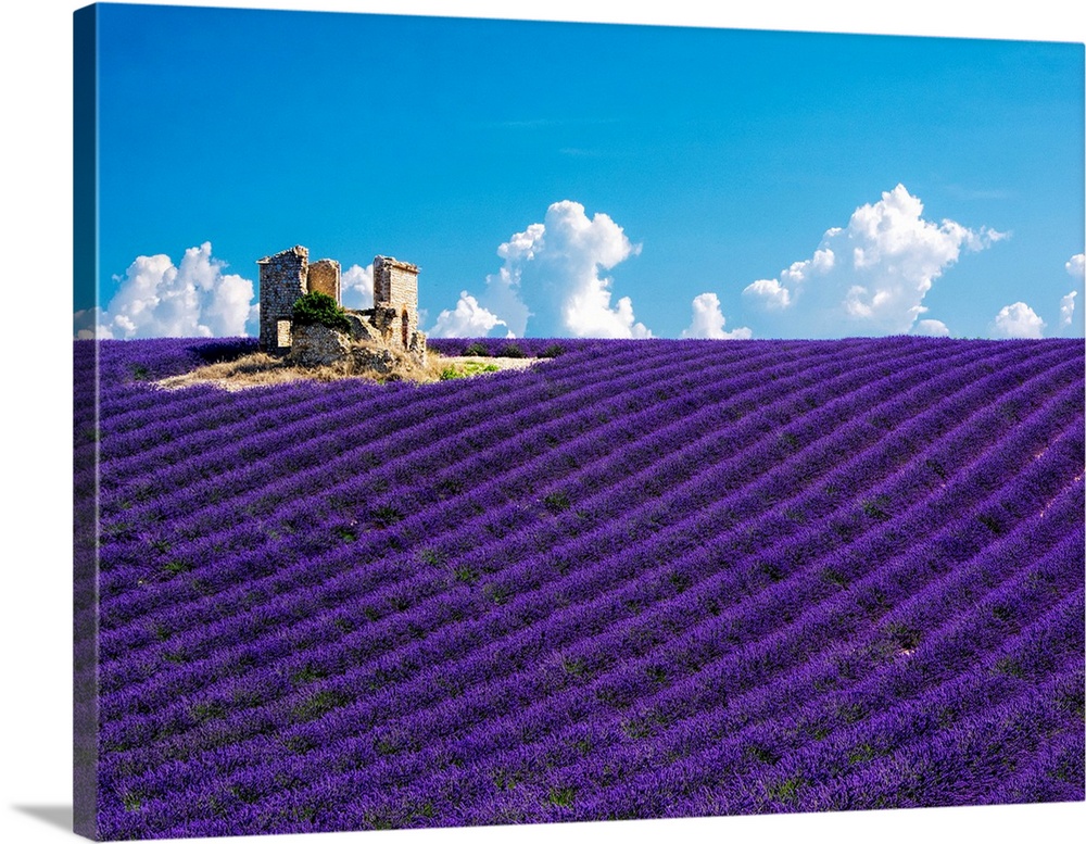 France, Provence, old farm house in field of lavender.