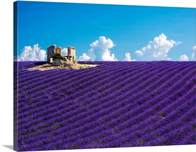 France, Provence, old farm house in field of lavender