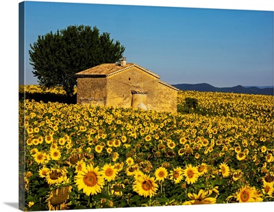France, Provence, Old Farm House in Field of Sunflowers