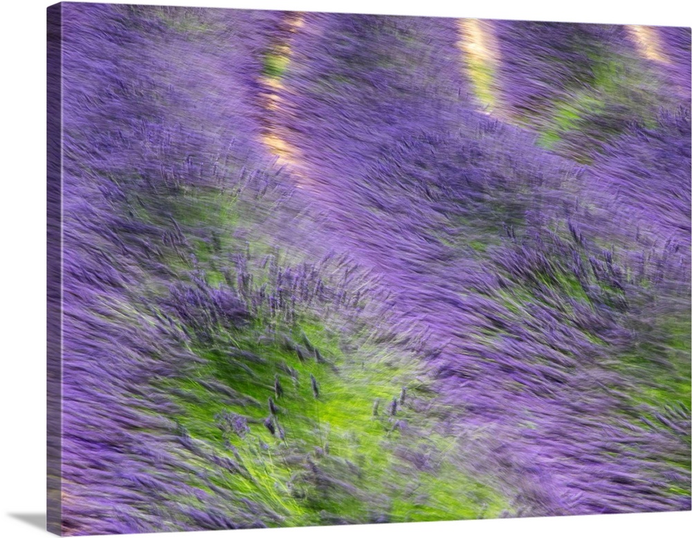 France, Provence, Patterns in the Lavender field near Roussillon.