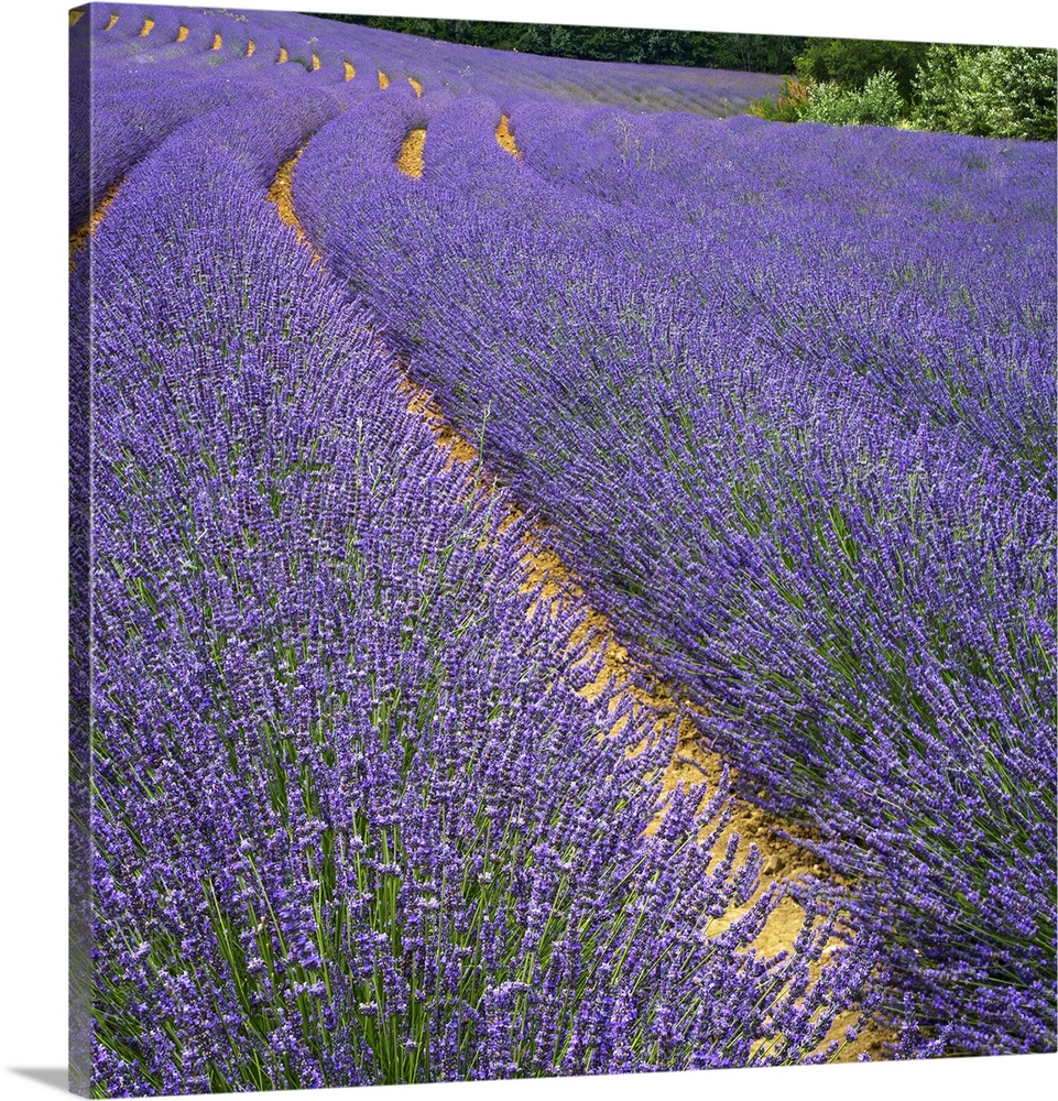 France, Provence, Roussillon, lavender.