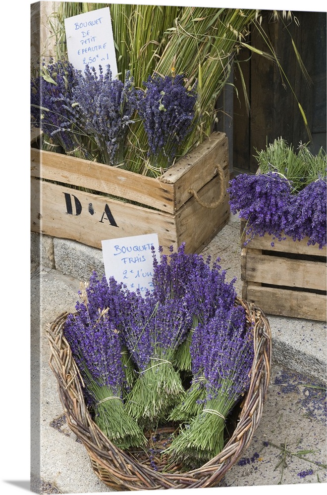 France, Provence, Sault. Bunch of cut lavender for sale at a shop.