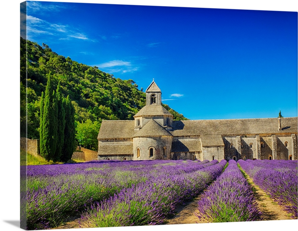 France, Provence, Senanque Abbey with Lavender in full bloom.