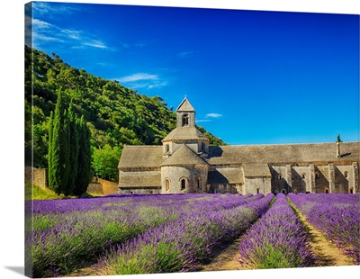 France, Provence, Senanque Abbey with Lavender in full bloom