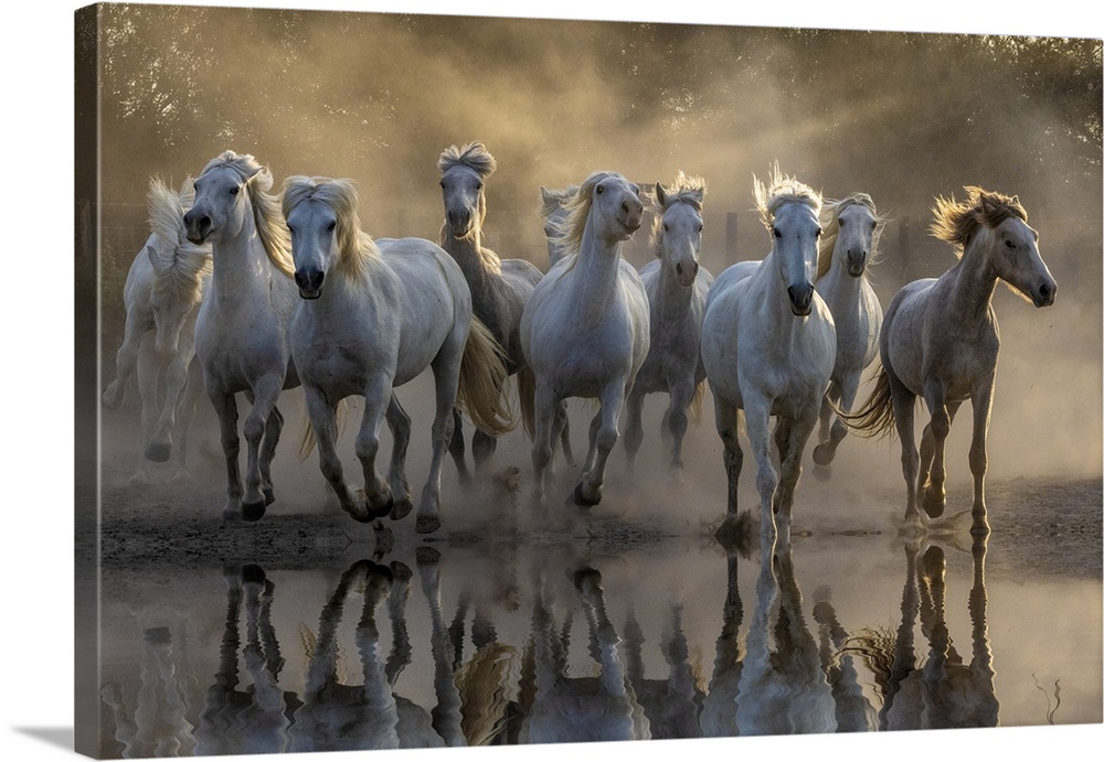 France, Saintes-Maries-de-la-Mer. White Camargue horses running through water.