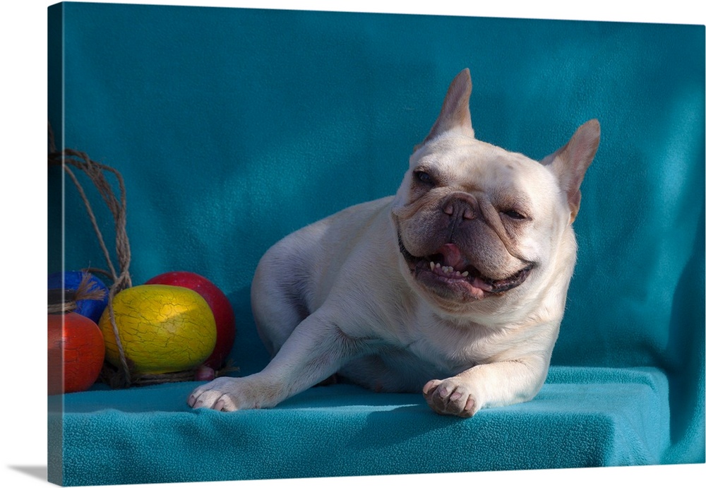 French Bulldog on blue fabric.