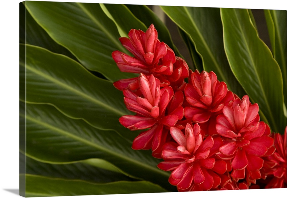 French Polynesia. Tropical native flowers.