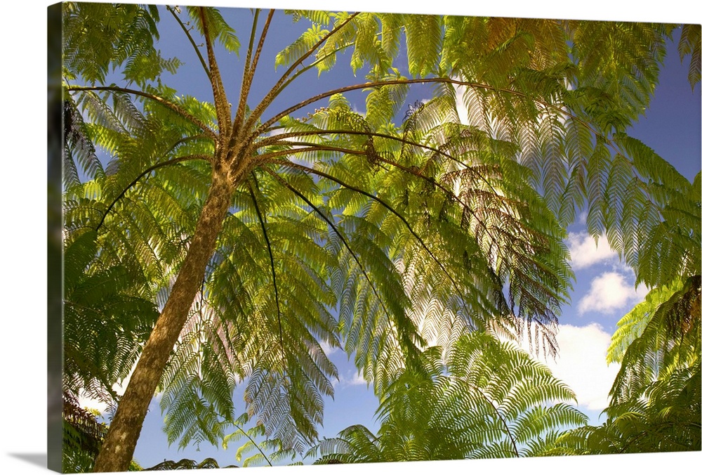 FRENCH WEST INDIES (FWI)-Guadaloupe-Basse-Terre-ROUTE DE LA TRAVERSEE:.Parc Nationale de la Guadaloupe: Tropical Fern Canopy