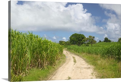 French West Indies, Guadaloupe, Marie, Galante Island, Sugar Cane Field and Road