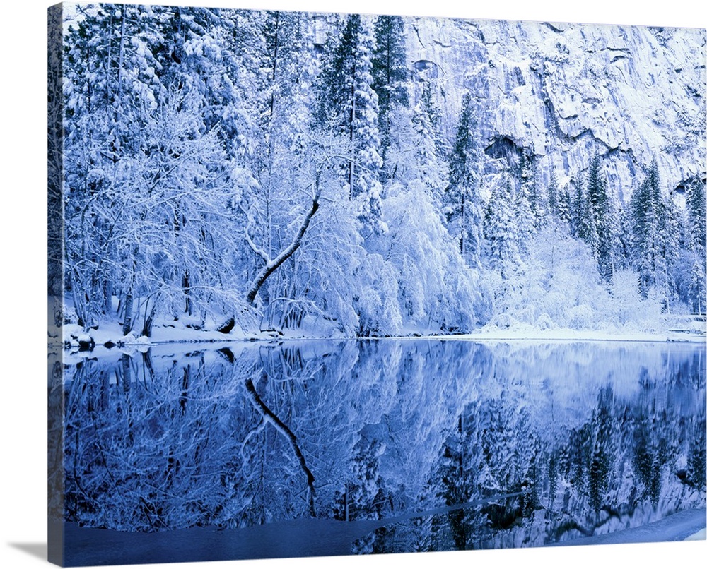 Yosemite National Park, California. USA. Fresh snow on trees