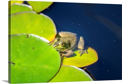 Frog On Lilypad, USA