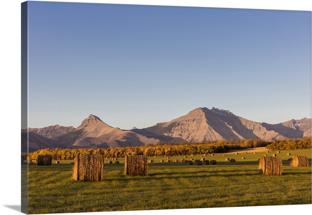 Hay bales and aspen groves in autumn along the Front Range of the Rocky Mountains near Waterton Lakes National Park, Alber...