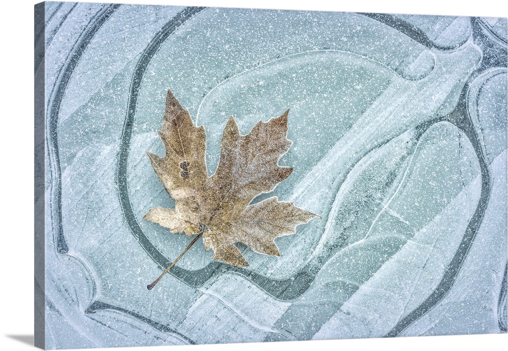 USA, Washington, Seabeck. Frosty maple leaf on ice.