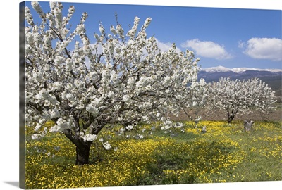 Fruit blossoms, snow capped Mont Ventoux, Vaucluse, Provence, France