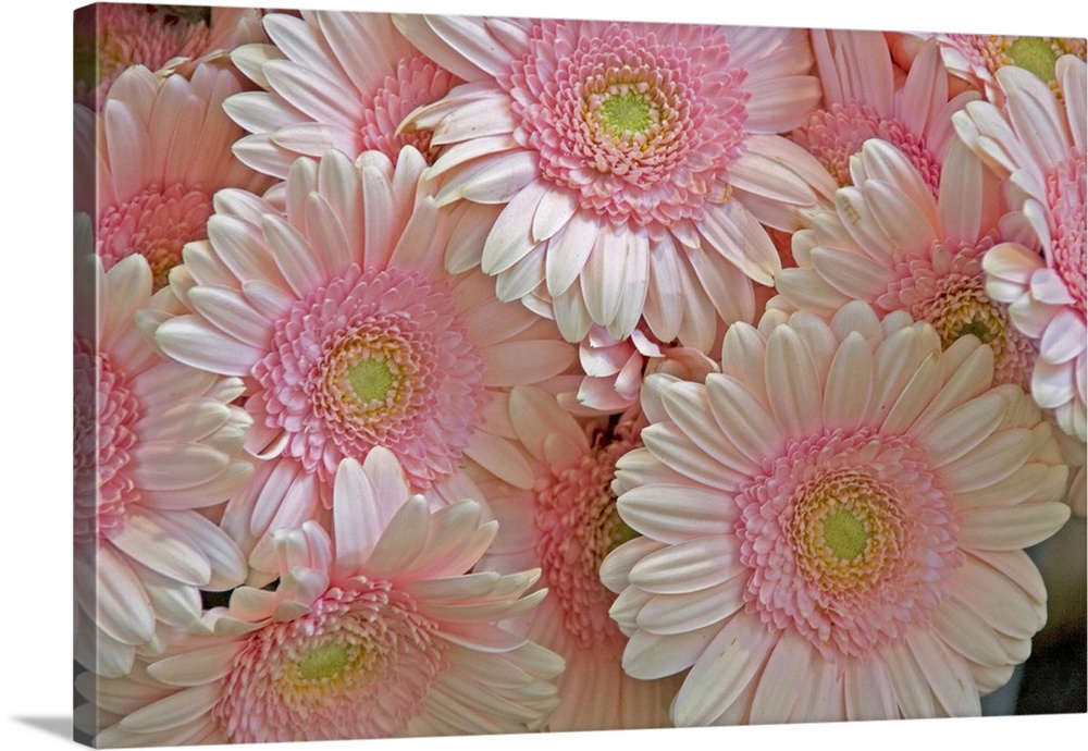 Full frame of pink gerbera daisies at the Bloemenmarket
