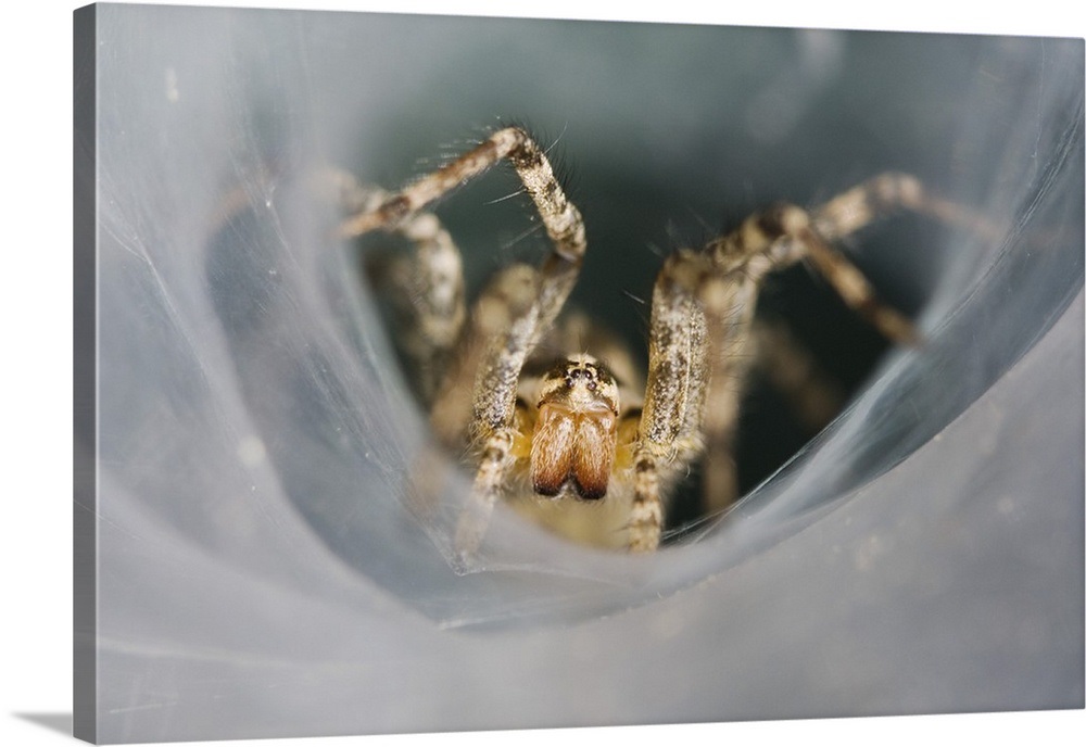 Funnel Web Spider, Agelenidae, adult in Web, Willacy County, Rio Grande