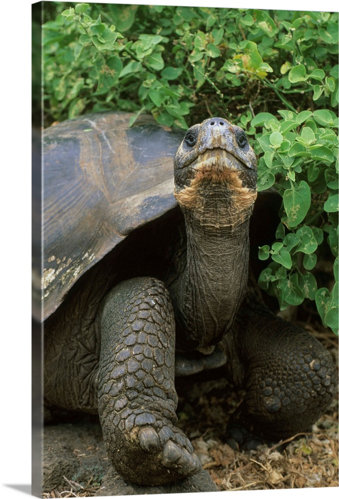 Galapagos Giant Tortoise, (Geochelone elephantopus), endangered, Santa Cruz Island, Galapagos.