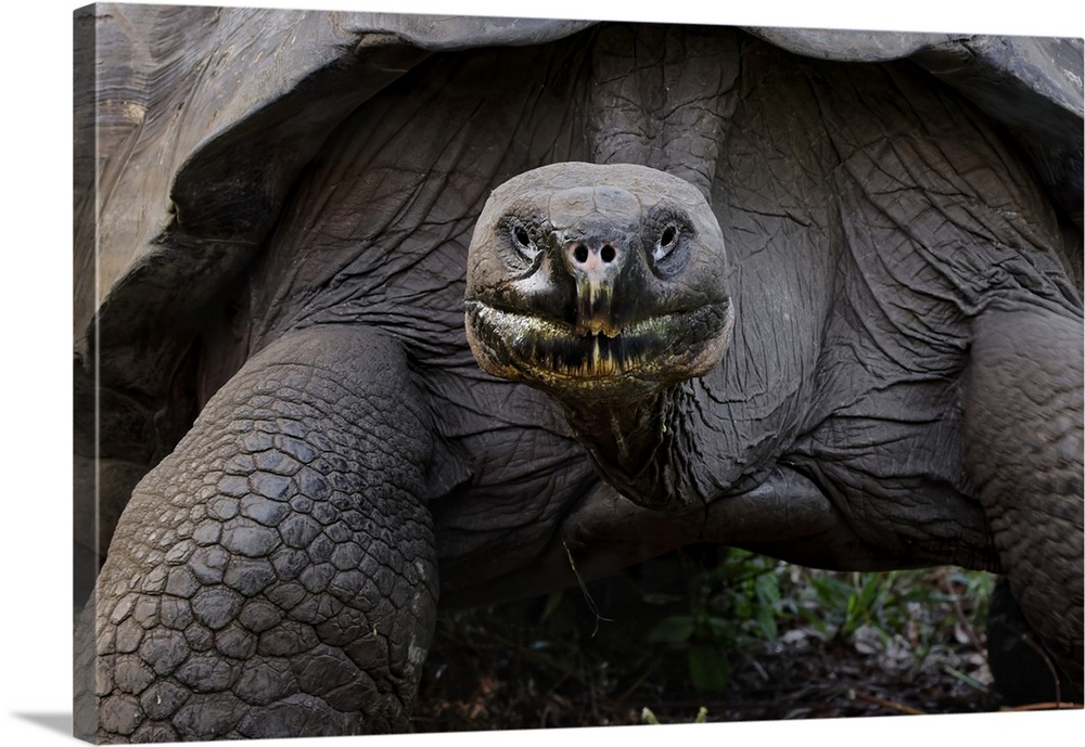 Galapagos giant tortoise. Genovesa Island, Galapagos Islands, Ecuador. South America, Ecuador.