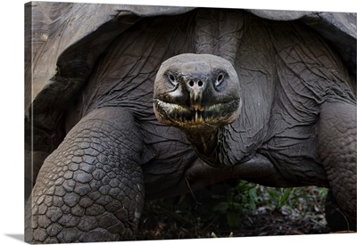 Galapagos Giant Tortoise, Genovesa Island, Galapagos Islands, Ecuador