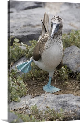 Galapagos, Punta Suarez, Blue-footed Booby showing blue feet in courtship dance