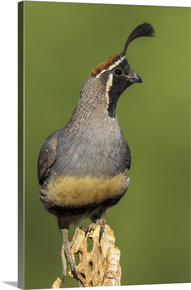 Gambel's quail. Nature, Fauna.