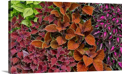 Garden Coleus Plants In Bronze And Reds, Sammamish, Washington State