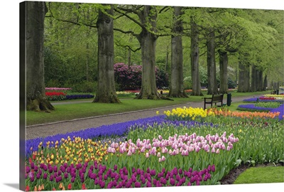 Garden of daffodils, tulips, and hyacinth flowers, Keukenhof Gardens, Lisse, Netherlands