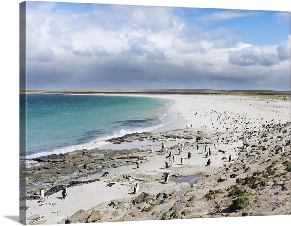 Gentoo Penguin (Pygoscelis papua) on the Falkland Islands, groups on a wide sandy beach. South America, Falkland Islands, ...