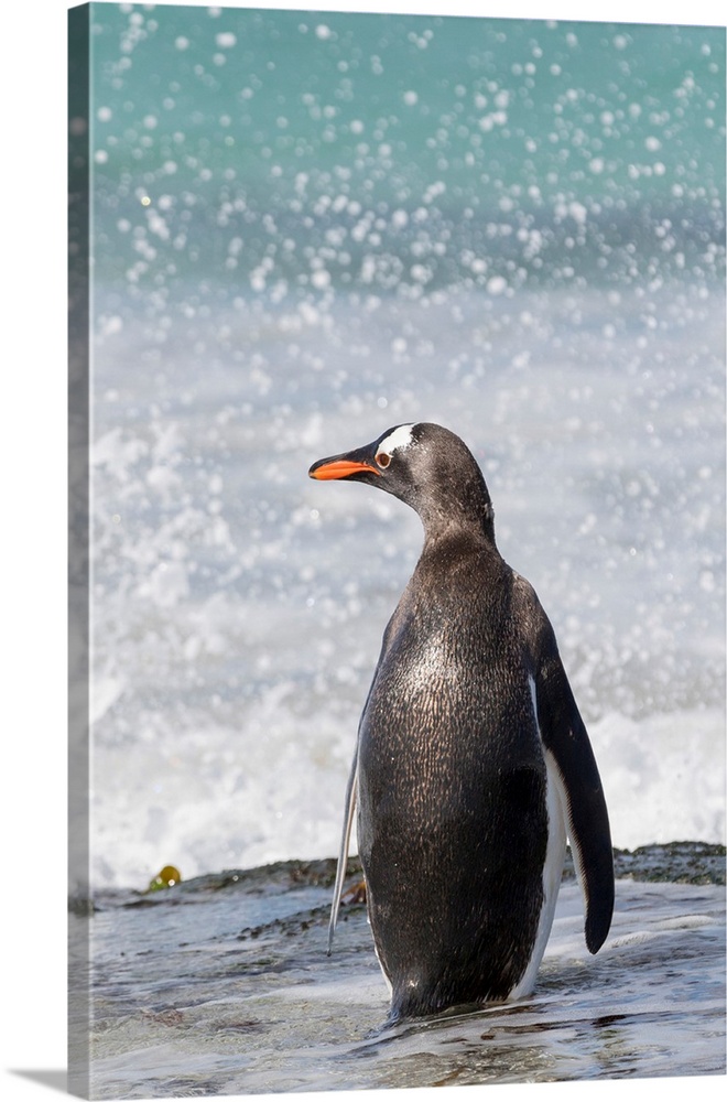 Gentoo Penguin (Pygoscelis papua), Falkland Islands. South America, Falkland Islands, January.