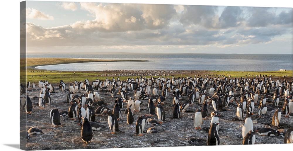 Gentoo Penguin (Pygoscelis papua), Falkland Islands. Colony. South America, Falkland Islands, January.
