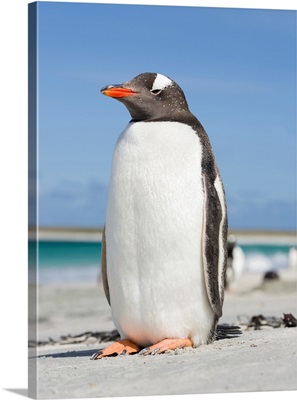 Gentoo Penguin (Pygoscelis Papua), Falkland Islands