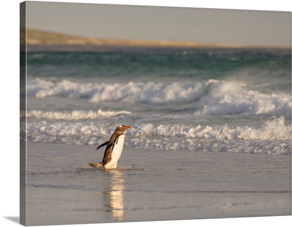Gentoo Penguin (Pygoscelis papua), Falkland Islands. South America, Falkland Islands, January.