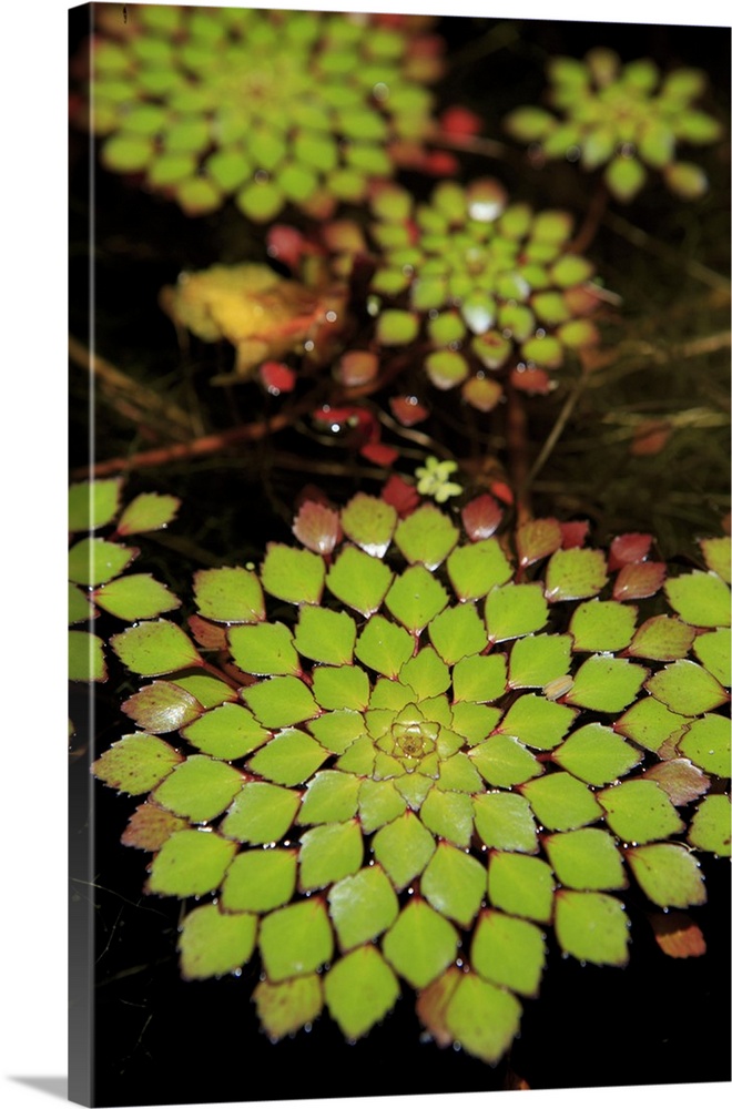 Geometric plant, Cairns Botanic Gardens, Queensland, Australia.